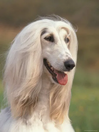 Afghan Hound Breed Jewelry Cuddle Wrap Ring