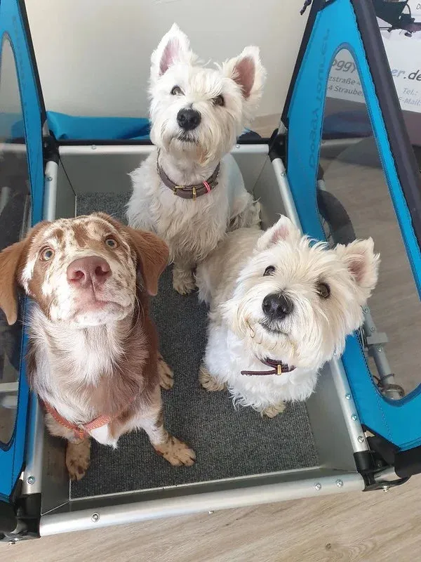 Doggy Tourer Idefix Small Dog Bike Trailer