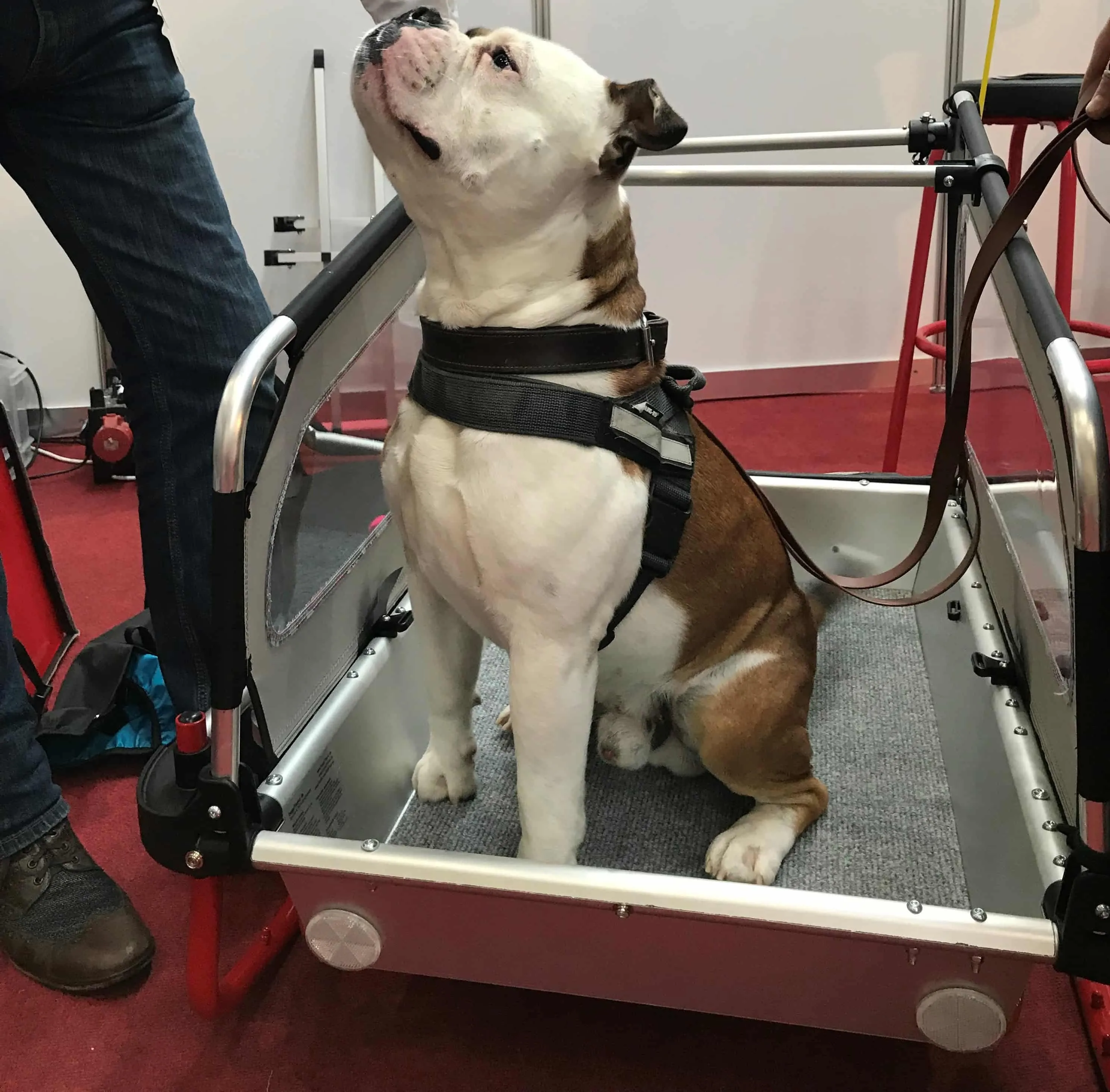 Doggy Tourer Snoopy Medium Dog Bike Trailer