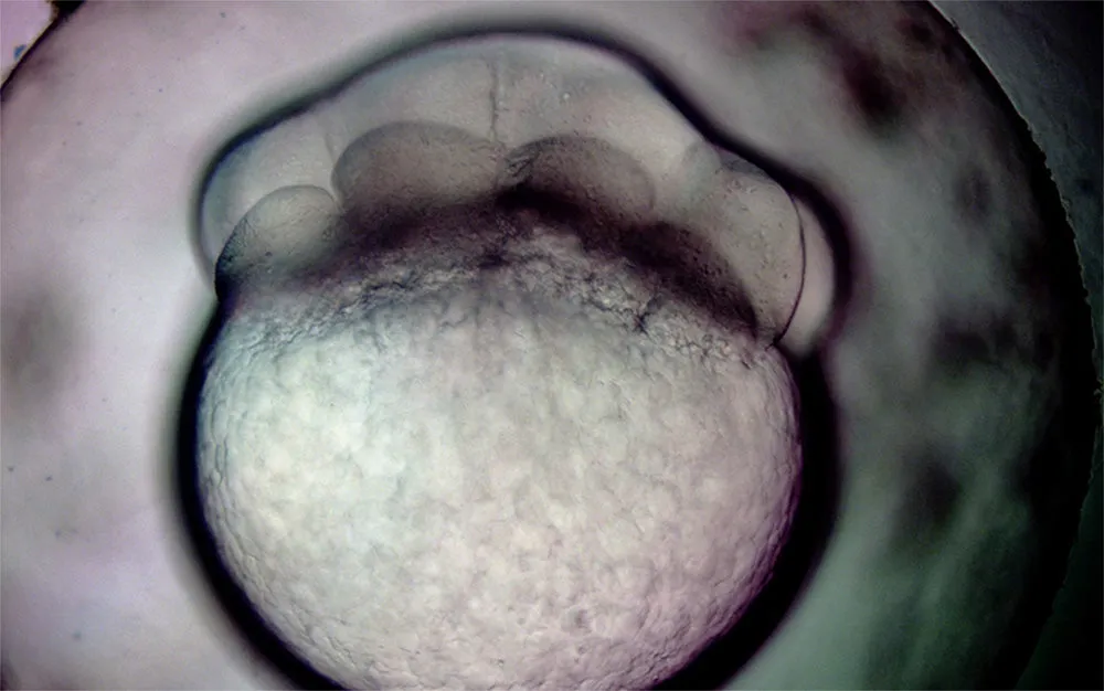 GESTATION by Geraldine Ondrizek