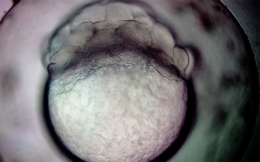 GESTATION by Geraldine Ondrizek