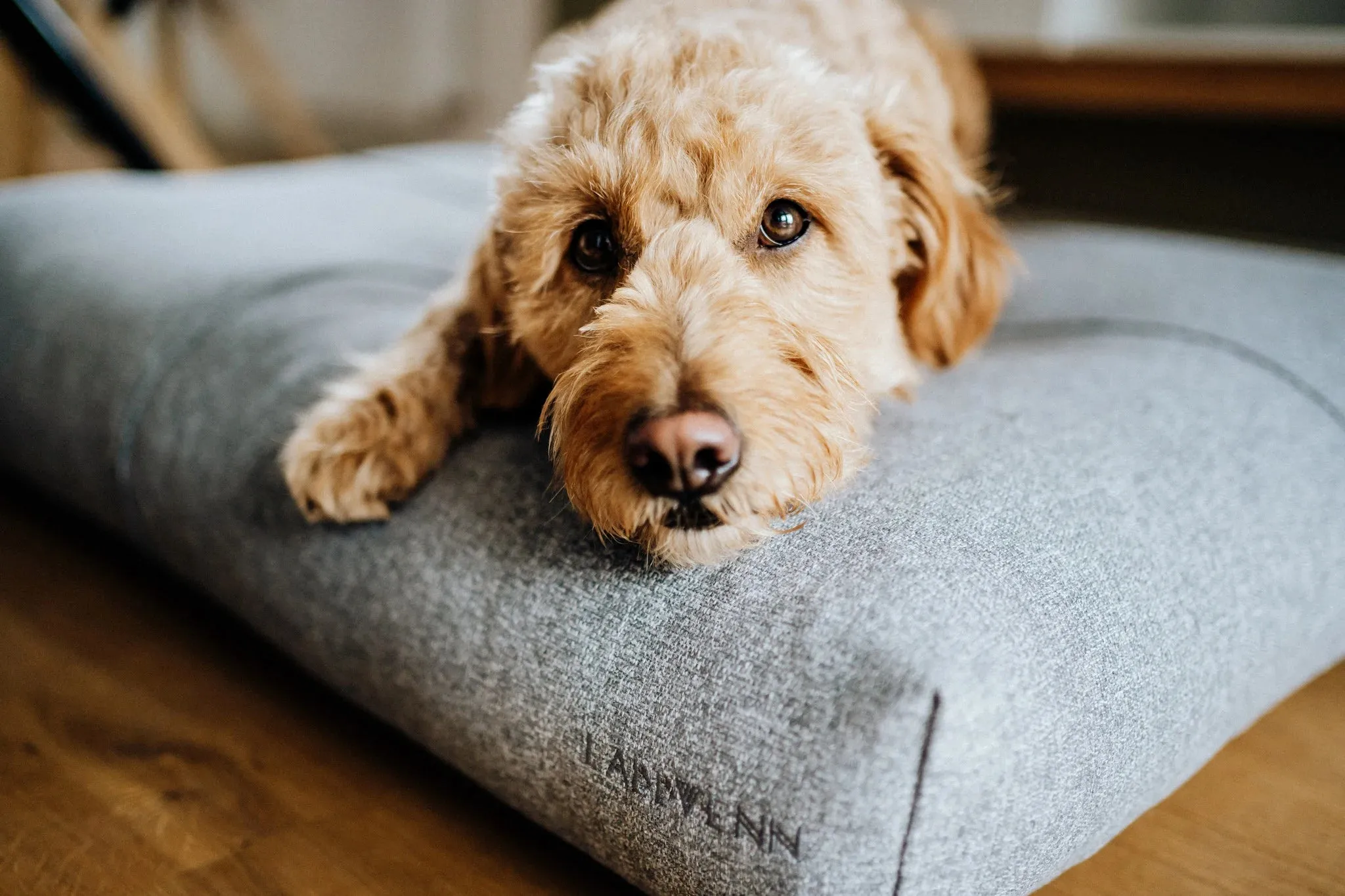 Labbvenn FINNO Dog Cushion
