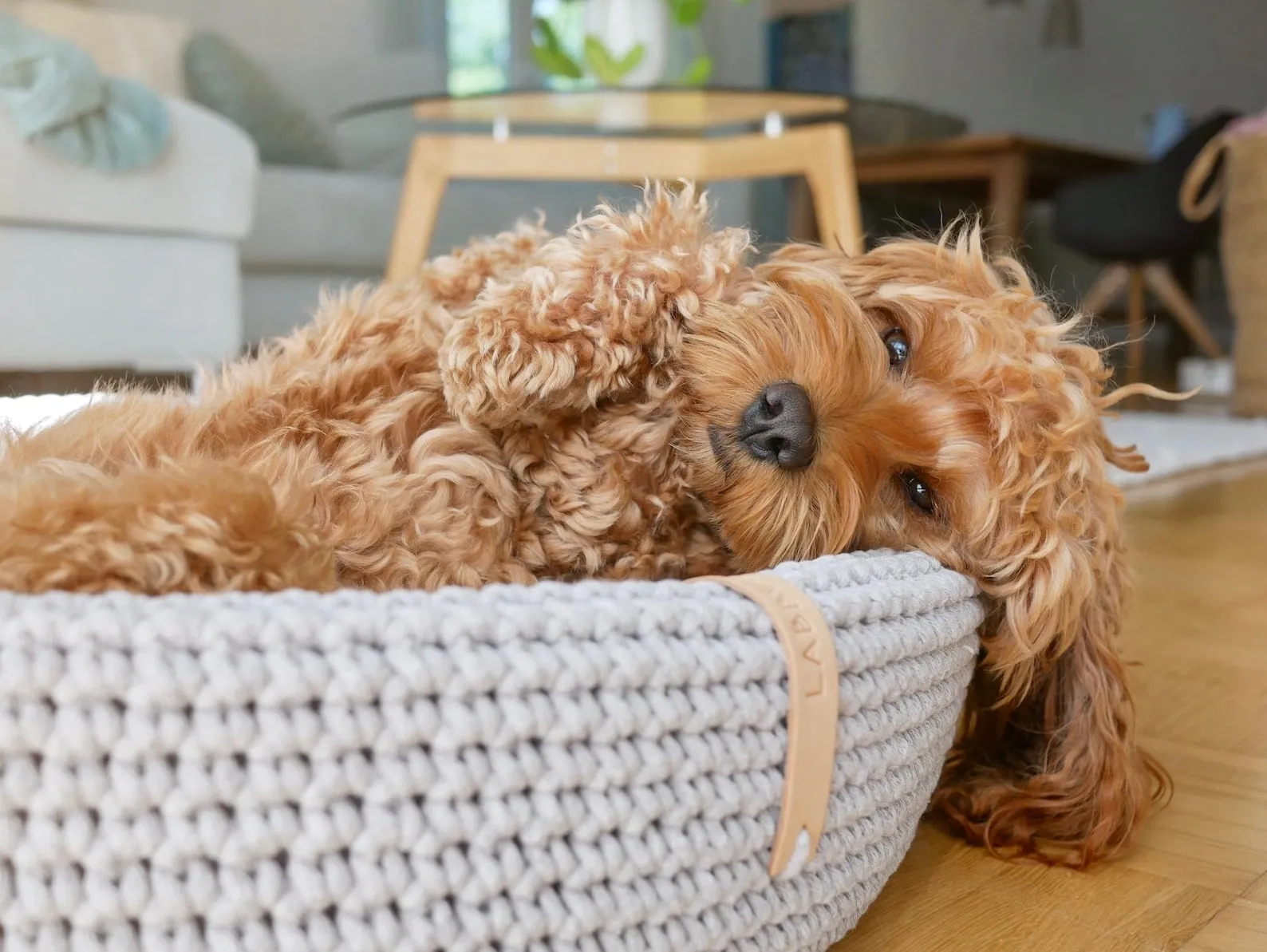 Labbvenn LUKKO Dog Bed