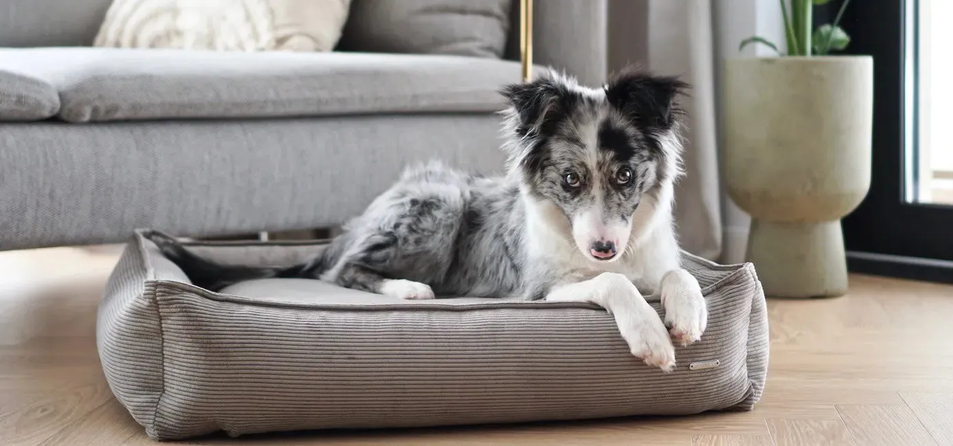 Labbvenn STRIPPO Dog Bed