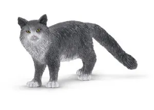 Maine Coon Cat