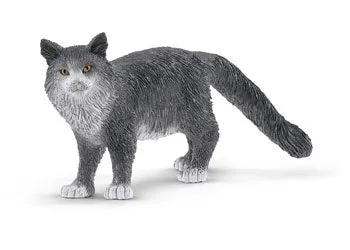 Maine Coon Cat
