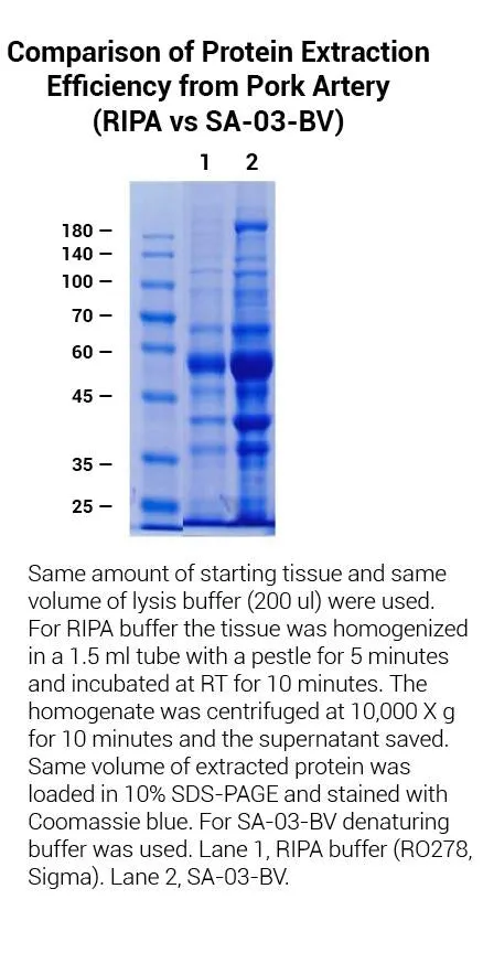 Minute™ Total Protein Extraction Kit for Blood Vessels (50 Preps)