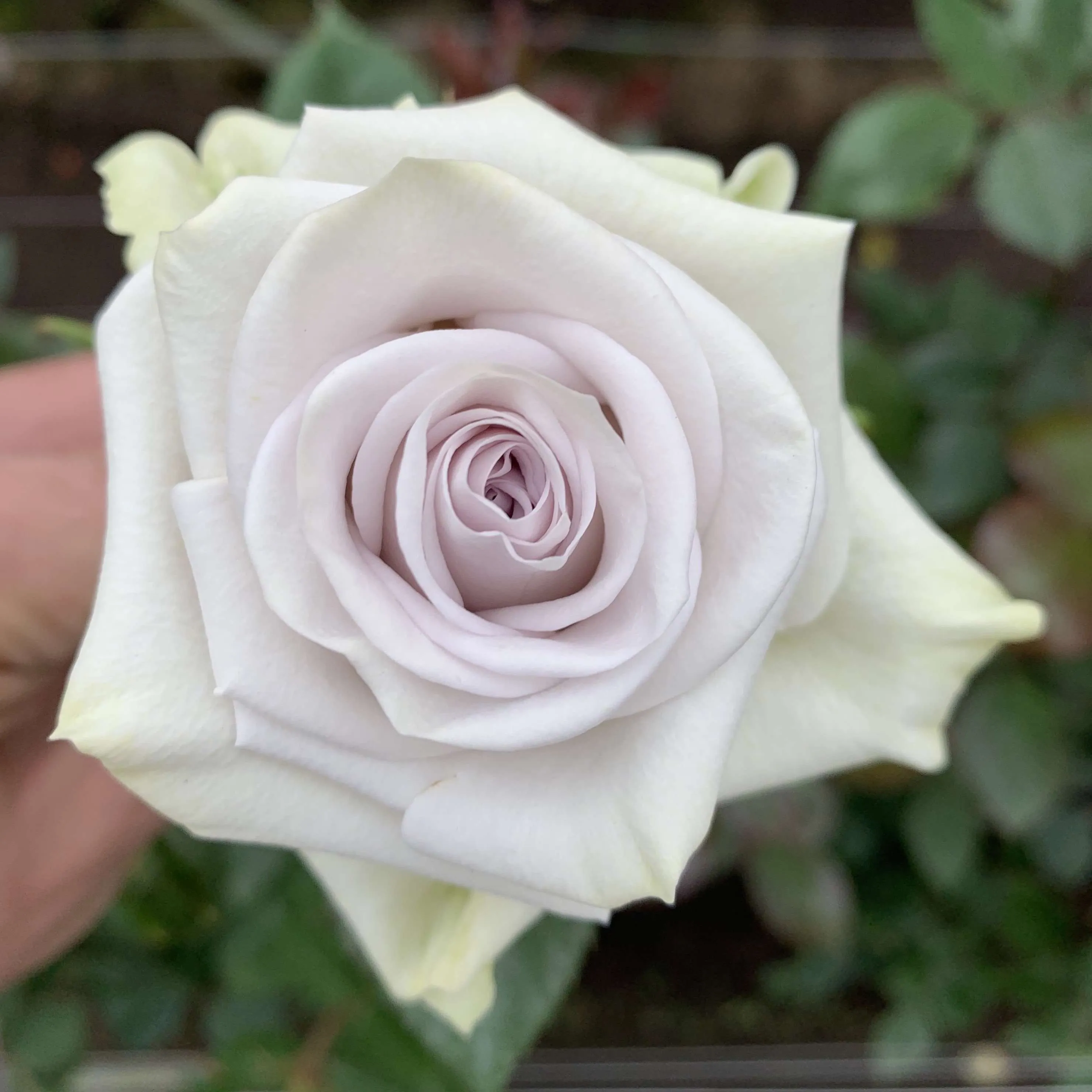 Pastel Colors Roses