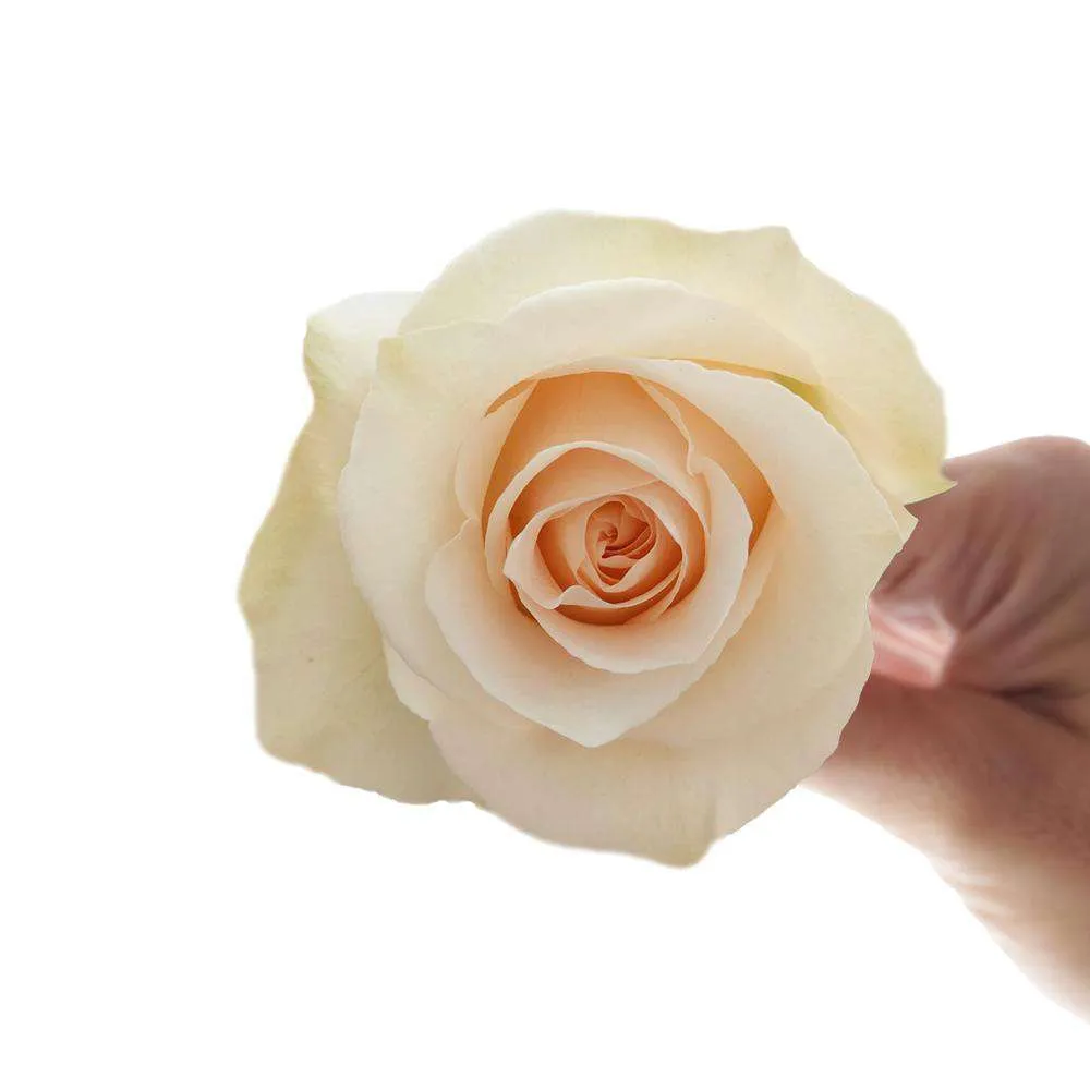Pastel Colors Roses