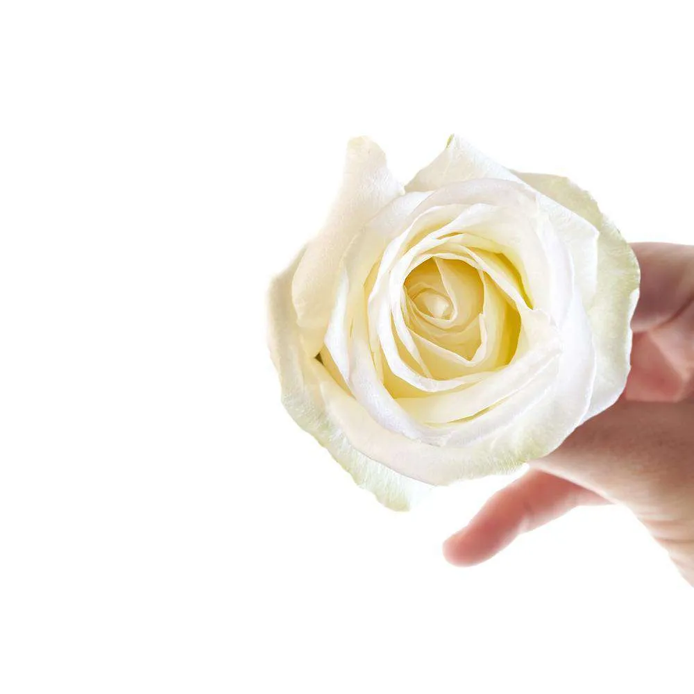 Pastel Colors Roses