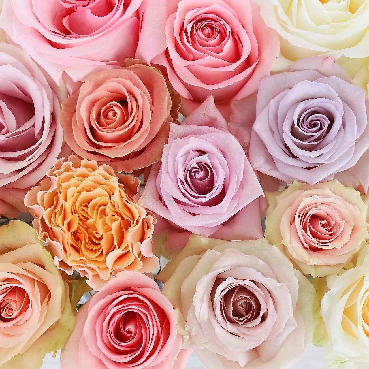 Pastel Colors Roses