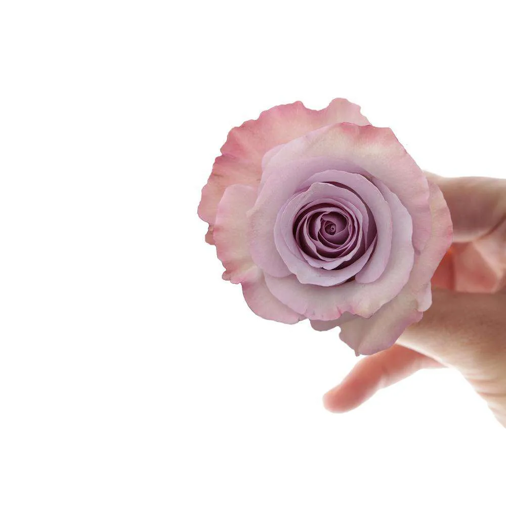 Pastel Colors Roses