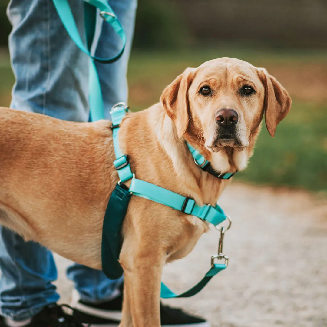 Quartz RNT No-Pull Training Harness