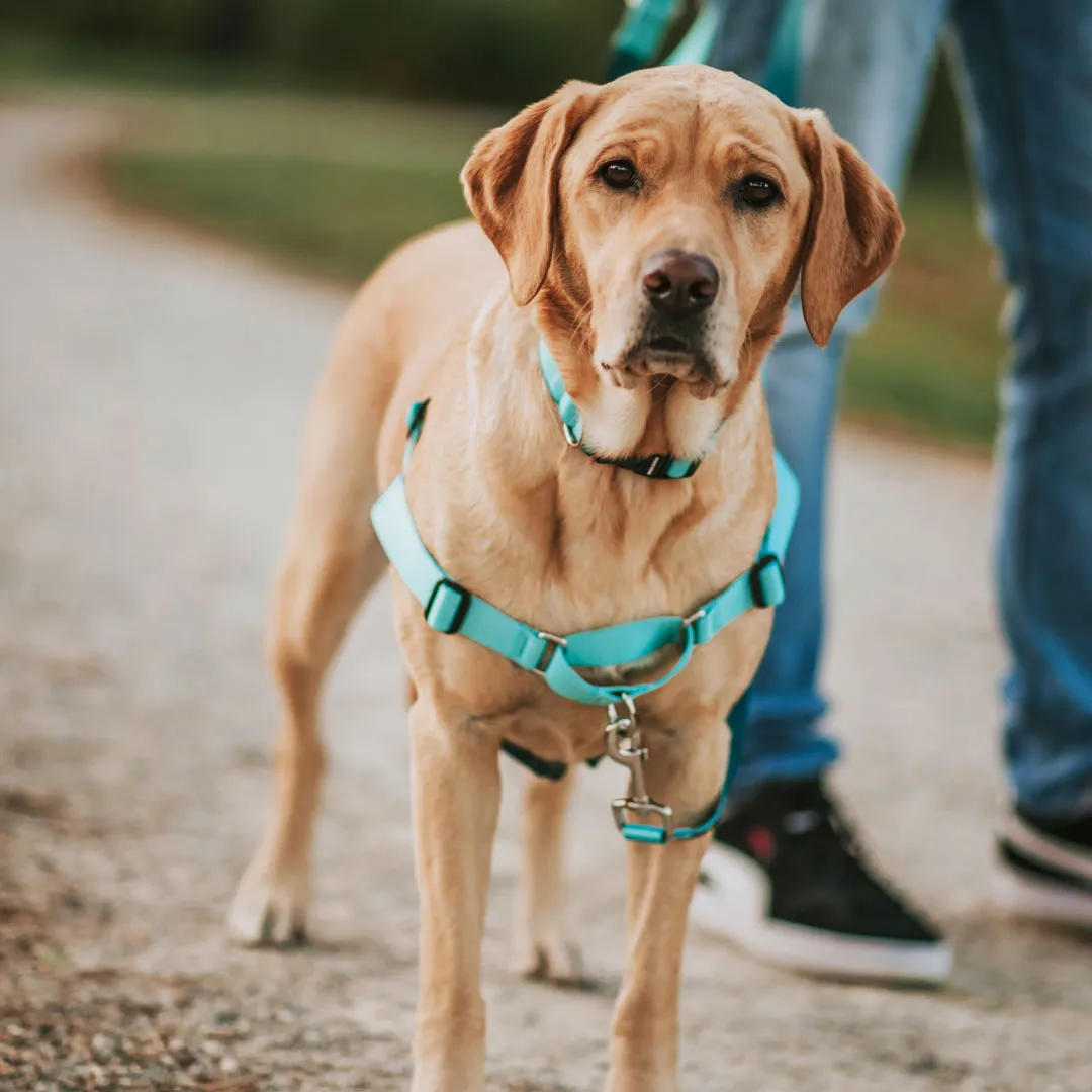 Quartz RNT No-Pull Training Harness