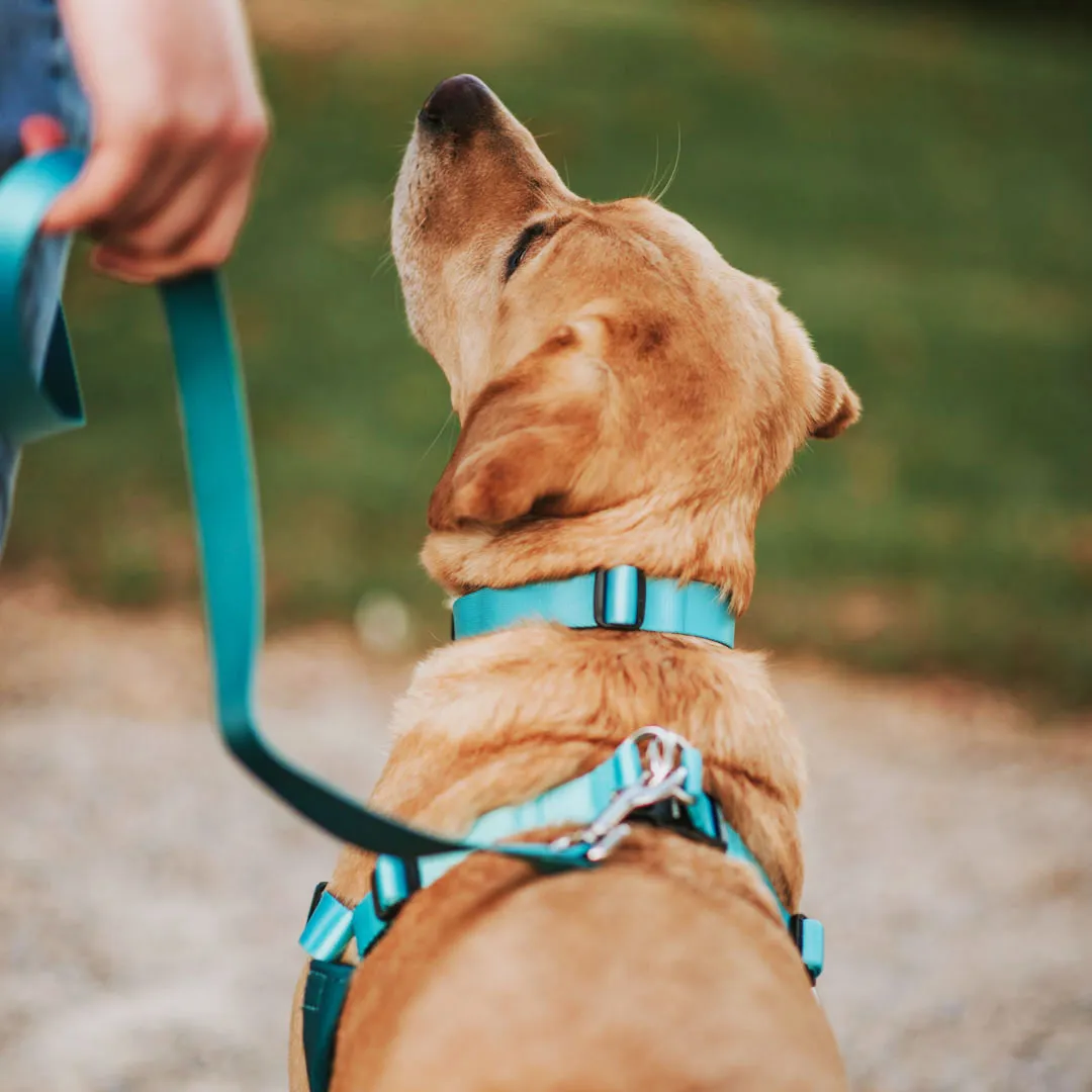Quartz RNT No-Pull Training Harness