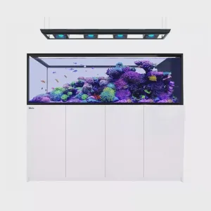 Red Sea Reefer Peninsula G2  S-950 White